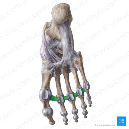 Deep transverse metatarsal ligament (Ligamentum metatarseum transversum profundum); Image: Liene Znotina
