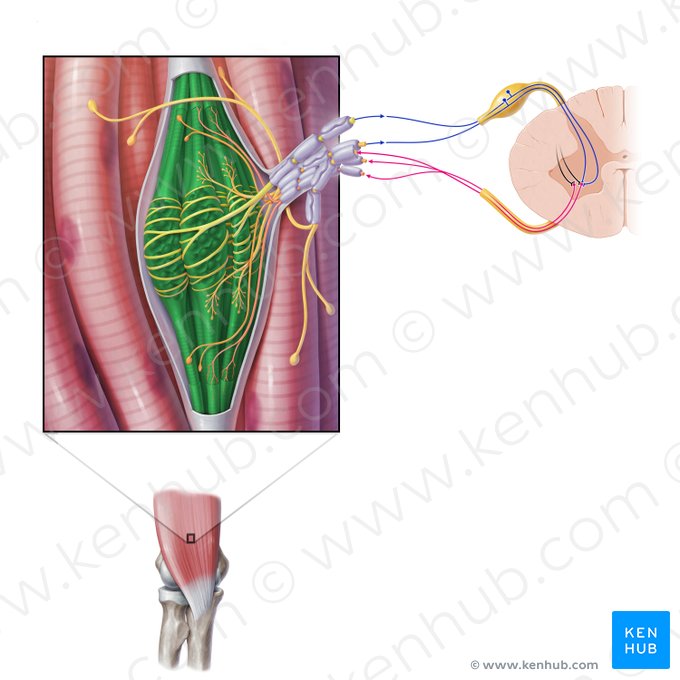 Fibras musculares intrafusales (Myofibrae intrafusales fusi neuromuscularis); Imagen: Paul Kim