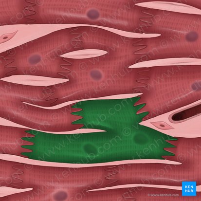 Cardiac muscle cell (Cardiomyocytus); Image: Tal Bavli Ziv