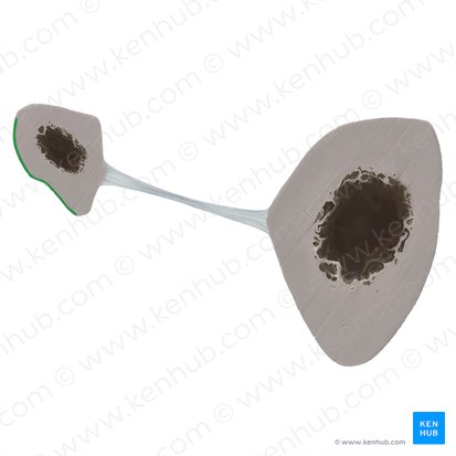 Lateral surface of fibula (Facies lateralis fibulae); Image: Tal Bavli Ziv