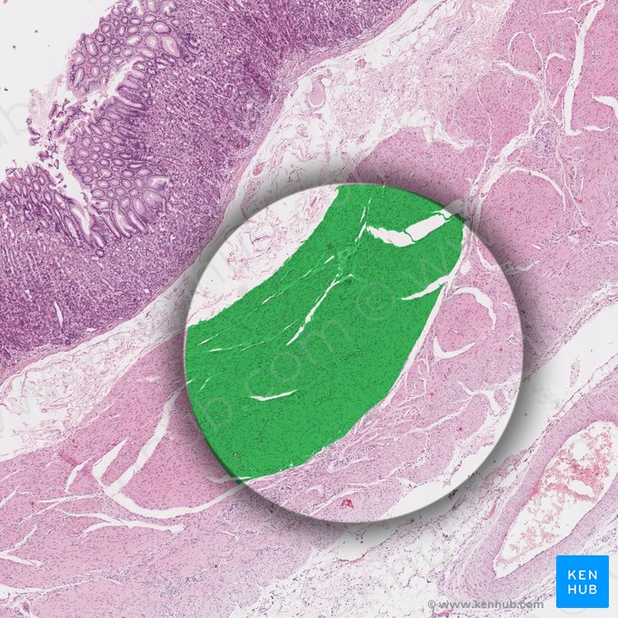 Oblique fibers of muscular coat of stomach (Fibrae obliquae tunicae muscularis gastris); Image: 