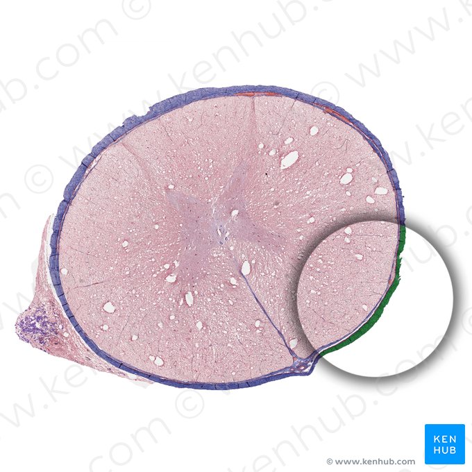 Dura mater of spinal cord (Dura mater spinalis); Image: 