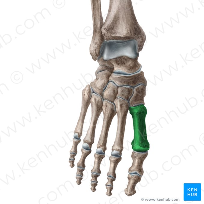 1st metatarsal bone (Os 1 metatarsi); Image: Liene Znotina