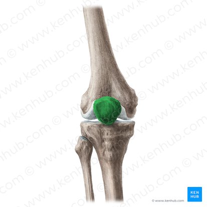 Patella (Kniescheibe); Bild: Liene Znotina