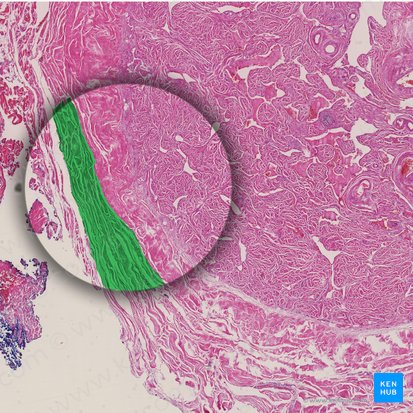 Fascia profunda del pene (Fascia penis); Imagen: 