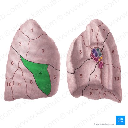 Lateral segment of right lung (Segmentum laterale pulmonis dextri); Image: Paul Kim