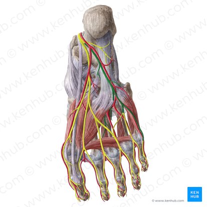 Lateral plantar nerve (Nervus plantaris lateralis); Image: Liene Znotina