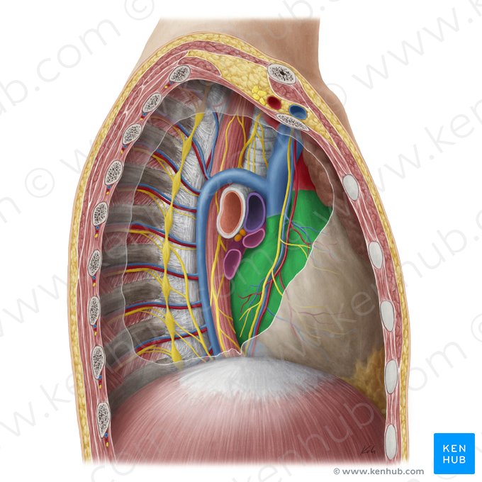 Pericardium; Image: Yousun Koh