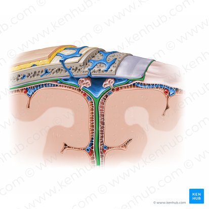 Meningeal layer of cranial dura mater (Pars meningea durae matris cranialis); Image: Paul Kim