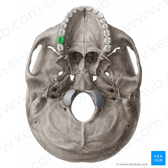 Maxillary right second molar tooth (Dens molaris secundus dexter maxillaris); Image: Yousun Koh