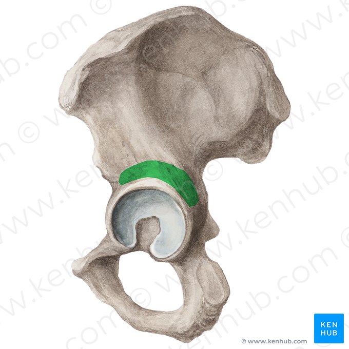 Sulcus supraacetabularis ossis ilii (Oberhüftpfannenfurche des Darmbeins); Bild: Liene Znotina