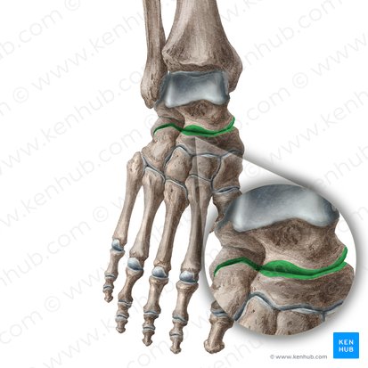 Transverse tarsal joint (Articulatio transversa tarsi); Image: Liene Znotina