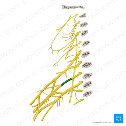 Middle trunk of brachial plexus (Truncus medius plexus brachialis); Image: Begoña Rodriguez