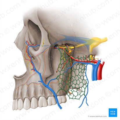 Pterygoid venous plexus (Plexus venosus pterygoideus); Image: Paul Kim