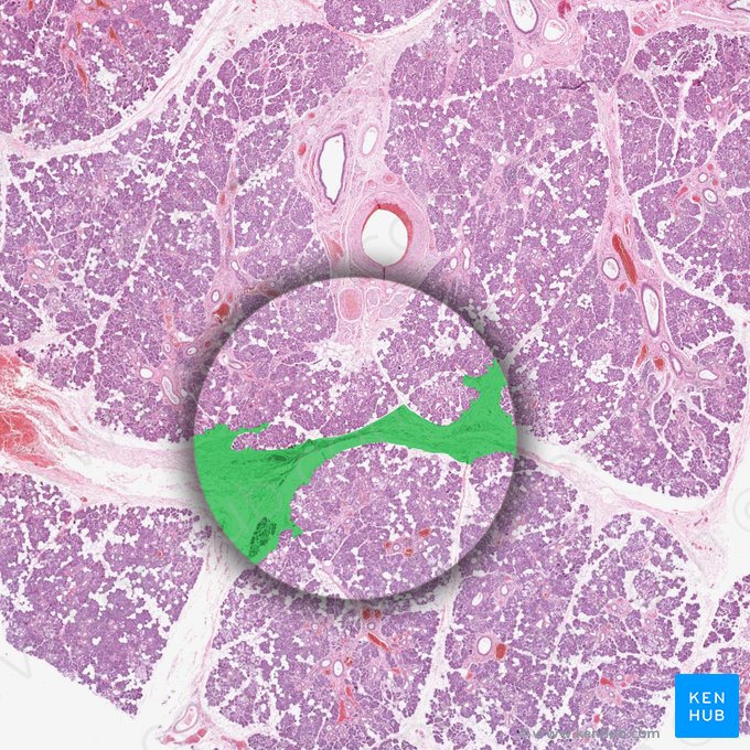 Interlobular septum (Septum interlobularis); Image: 