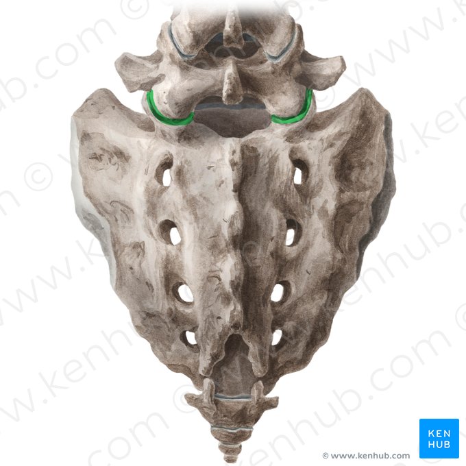 Lumbosacral joint (Articulatio lumbosacralis); Image: Liene Znotina