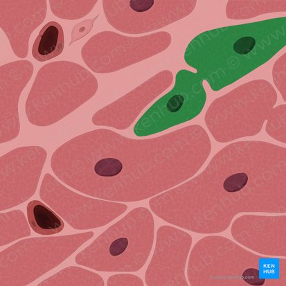 Cardiac muscle cell (Cardiomyocytus); Image: Tal Bavli Ziv