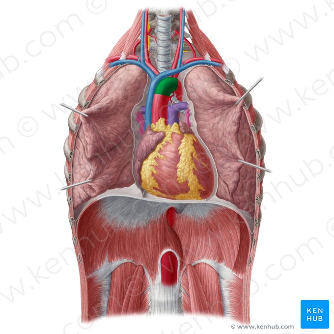 Aortic arch (Arcus aortae); Image: Yousun Koh
