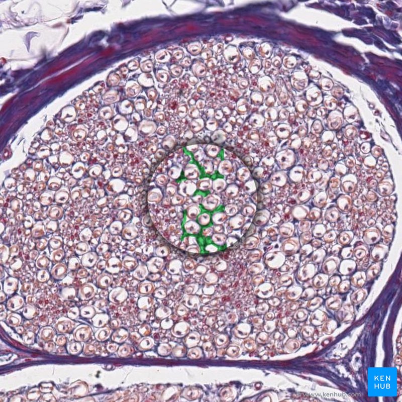 Endoneurium - histological slide