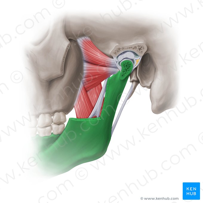 Mandibula (Unterkieferknochen); Bild: Paul Kim