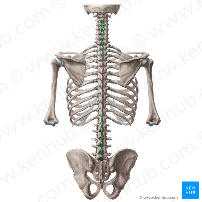 Interspinales muscles (Musculi interspinales); Image: Yousun Koh