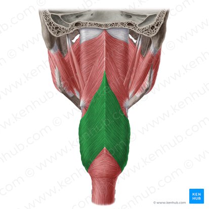 Thyropharyngeal part of inferior pharyngeal constrictor muscle (Pars thyropharyngea musculi constrictoris pharyngis inferioris); Image: Yousun Koh