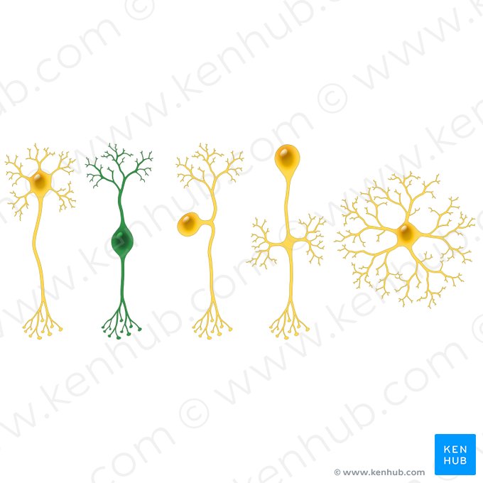 Bipolar neuron (Neuron bipolare); Image: Paul Kim