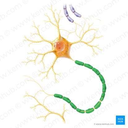 Bainha de mielina (Stratum myelini); Imagem: Paul Kim