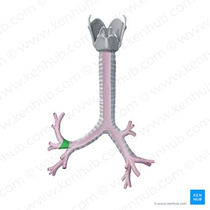 Bronchus lobaris superior sinister (Linker oberer Lappenbronchus); Bild: Begoña Rodriguez
