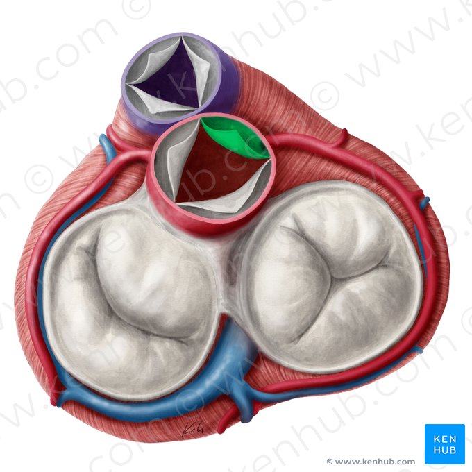 Right coronary leaflet of aortic valve (Valvula coronaria dextra valvae aortae); Image: Yousun Koh