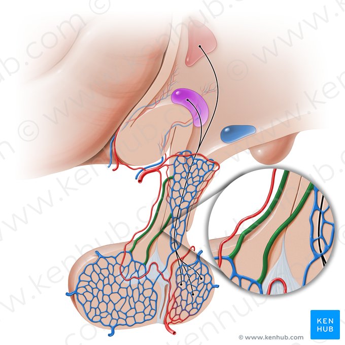 Long hypophyseal portal veins (Venae portales hypophysiales longae); Image: Paul Kim