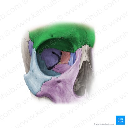 Frontal bone (Os frontale); Image: Paul Kim