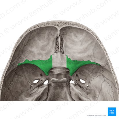 Lesser wing of sphenoid bone (Ala minor ossis sphenoidalis); Image: Yousun Koh