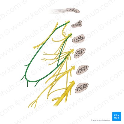 Ansa cervicalis; Image: Begoña Rodriguez