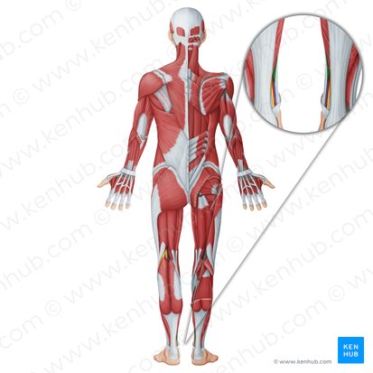 Flexor digitorum longus muscle (Musculus flexor digitorum longus); Image: Irina Münstermann