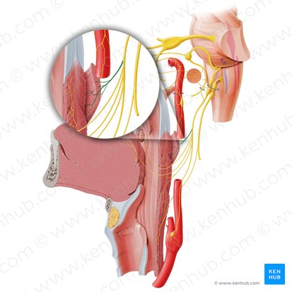 Stylopharyngeal branch of glossopharyngeal nerve (Ramus stylopharyngeus nervi glossopharyngei); Image: Paul Kim