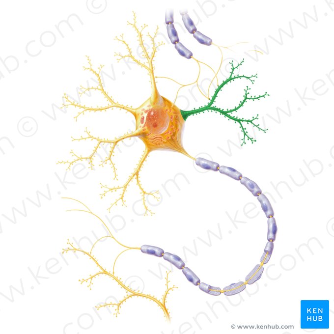 Dendrites (Dendrita); Image: Paul Kim