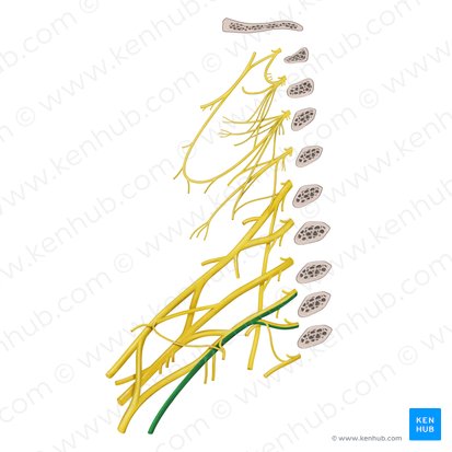 Ulnar nerve (Nervus ulnaris); Image: Begoña Rodriguez