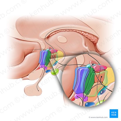 Anterior hypothalamic nucleus (Nucleus anterior hypothalami); Image: Paul Kim