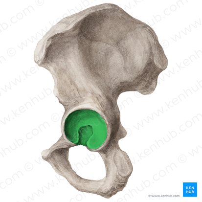 Acetabulum ossis coxae (Hüftpfanne); Bild: Liene Znotina