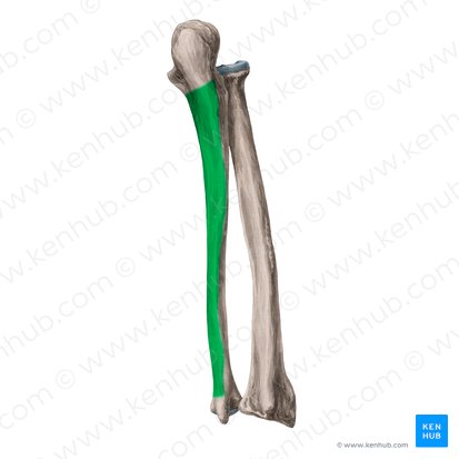 Posterior surface of ulna (Facies posterior ulnae); Image: Yousun Koh