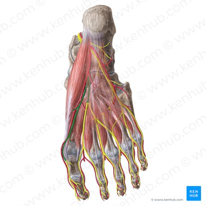 Medial plantar nerve (Nervus plantaris medialis); Image: Liene Znotina