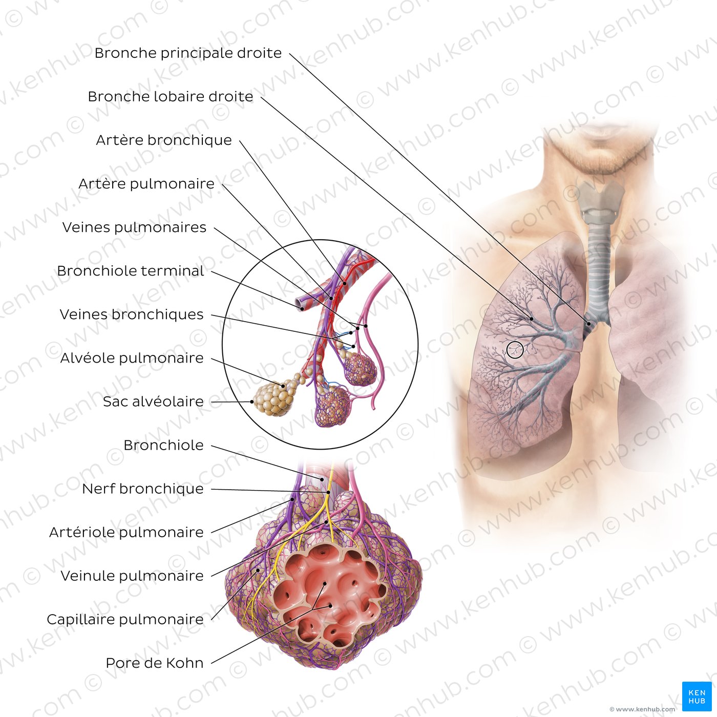 Bronchioles et alvéoles