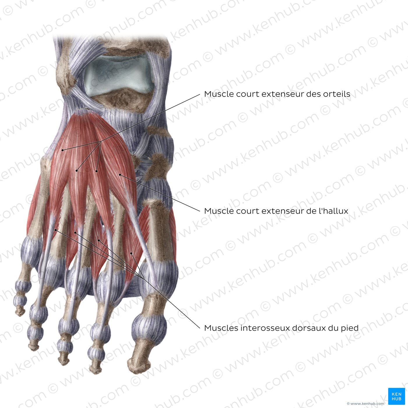 Muscles dorsaux du pied : Schéma anatomique