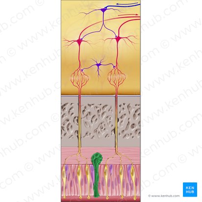 Olfactory gland (of Bowman) (Glandula olfactoria); Image: Paul Kim