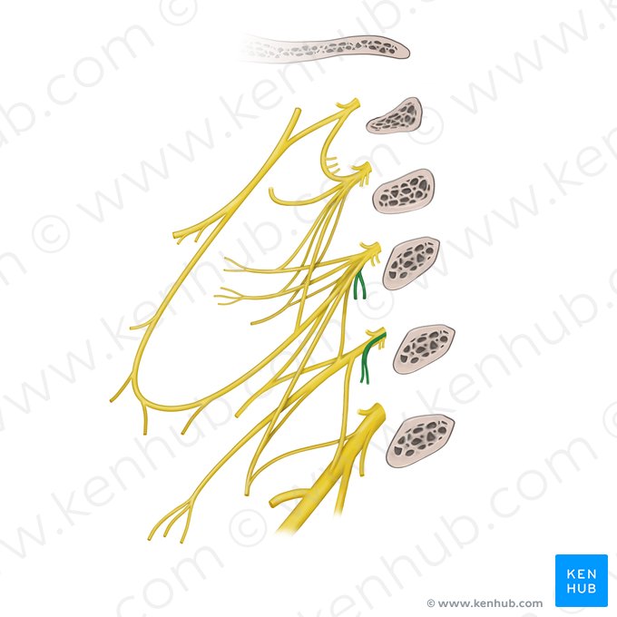 Rami musculares plexus cervicalis (musculi scaleni, musculus levator scapulae) (Muskeläste des Halsgeflechts (Treppenmuskeln, Schulterblattheber)); Bild: Begoña Rodriguez