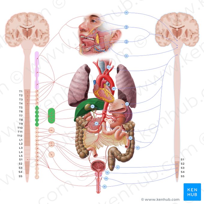 Liver (Hepar); Image: Paul Kim