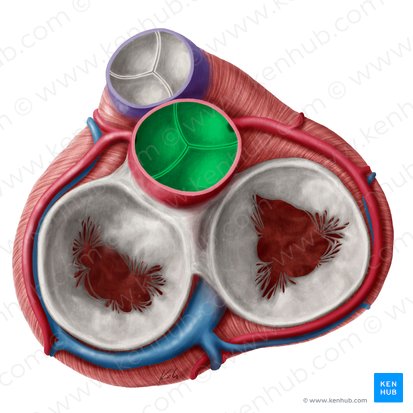 Valve aortique (Valva aortae); Image : Yousun Koh