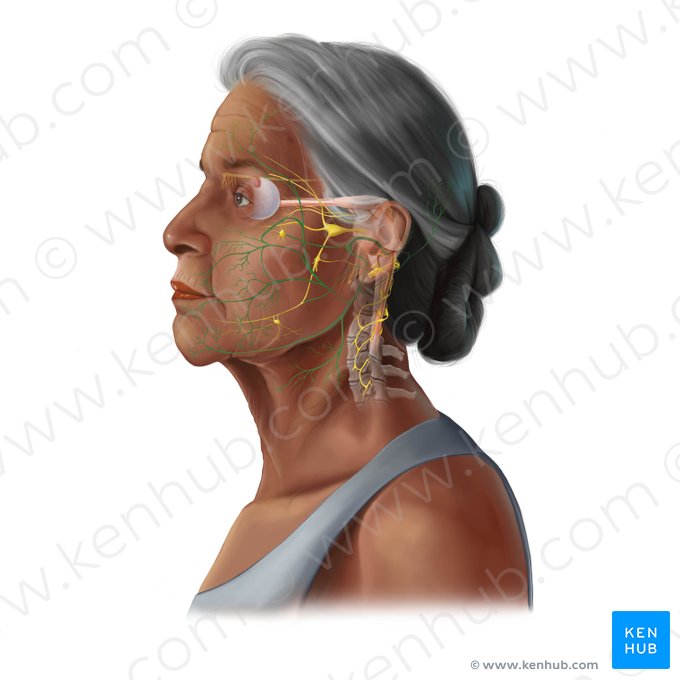 Facial nerve (Nervus facialis); Image: Tal Bavli Ziv