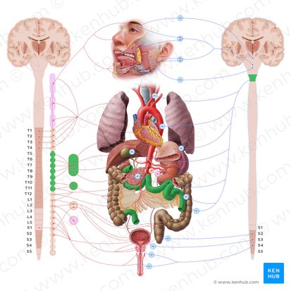 Intestinum tenue (Dünndarm); Bild: Paul Kim